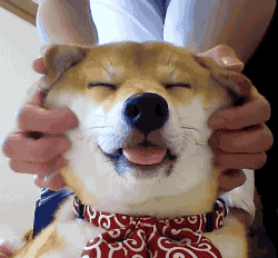 犬,微笑天使萨摩耶,拆迁大队哈士奇,小短腿柯基撸狗才是我的本命而我