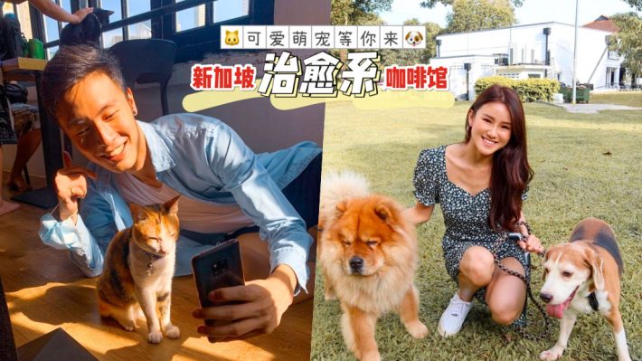 宠物咖啡馆 知新